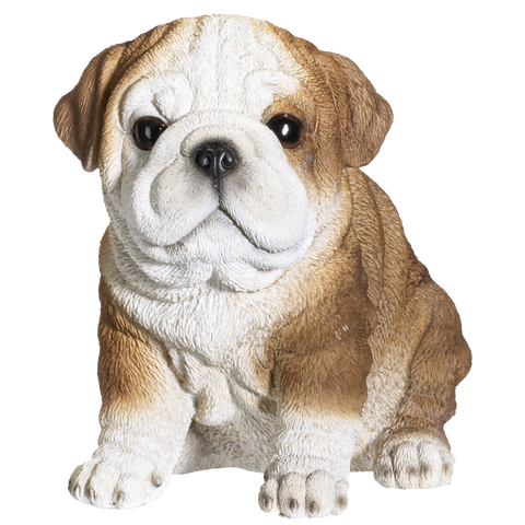 BULLDOG PUPPY C/12