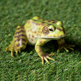 FROG C/24