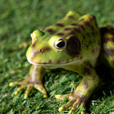 FROG C/24