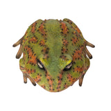 BULL FROG C/8