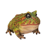BULL FROG C/8