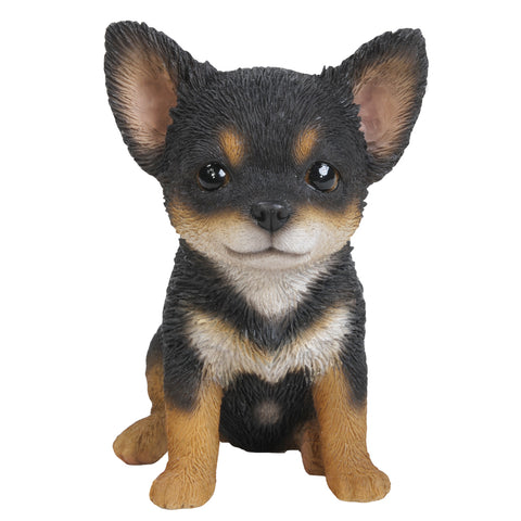 CHIHUAHUA PUPPY C/6