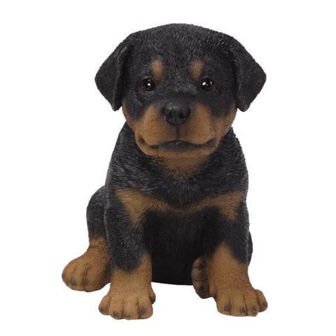 ROTTWEILER PUPPY C/6