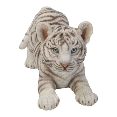 WHITE TIGER CUB C/2