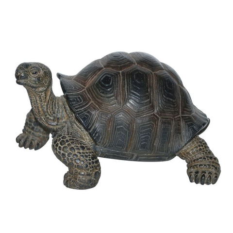 SMALL TORTOISE C/6