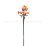 IRIS FLITTY C/12