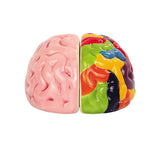 ^ LEFT & RIGHT BRAIN S & P C/48 MINIMUM OF 4